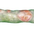 Best Basil Roll in Stockbridge, GA